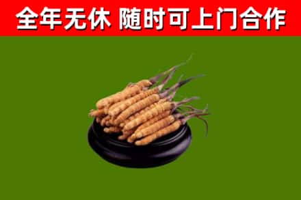 迪庆回收散虫草