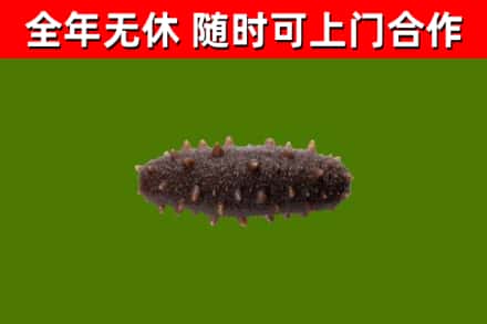 迪庆回收海参干